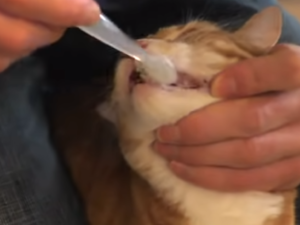 How to Clean Cat Teeth