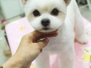 Teddy Bear Dog Hair Cut